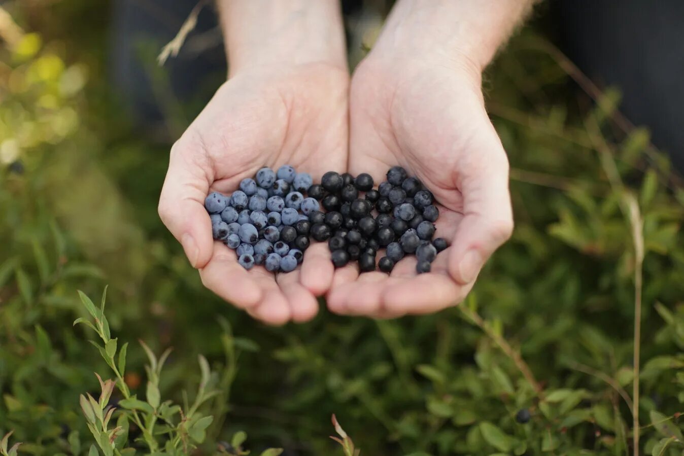 Черника и голубика разница. Голубика обыкновенная гонобобель. Ирга голубика голубика. Черника и голубика отличия. Черника и голубика.