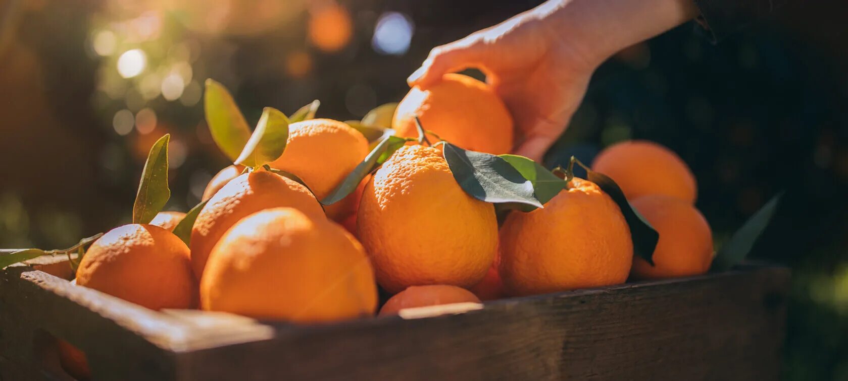 можно ли кушать мандарины на ночь. мандарины и елка. витамины в мандаринах. чем полезны мандарины. родина мандарина.