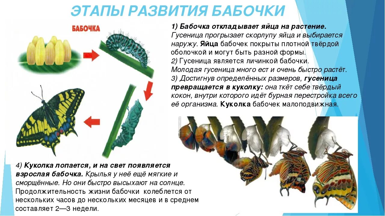 Процесс превращения гусеницы