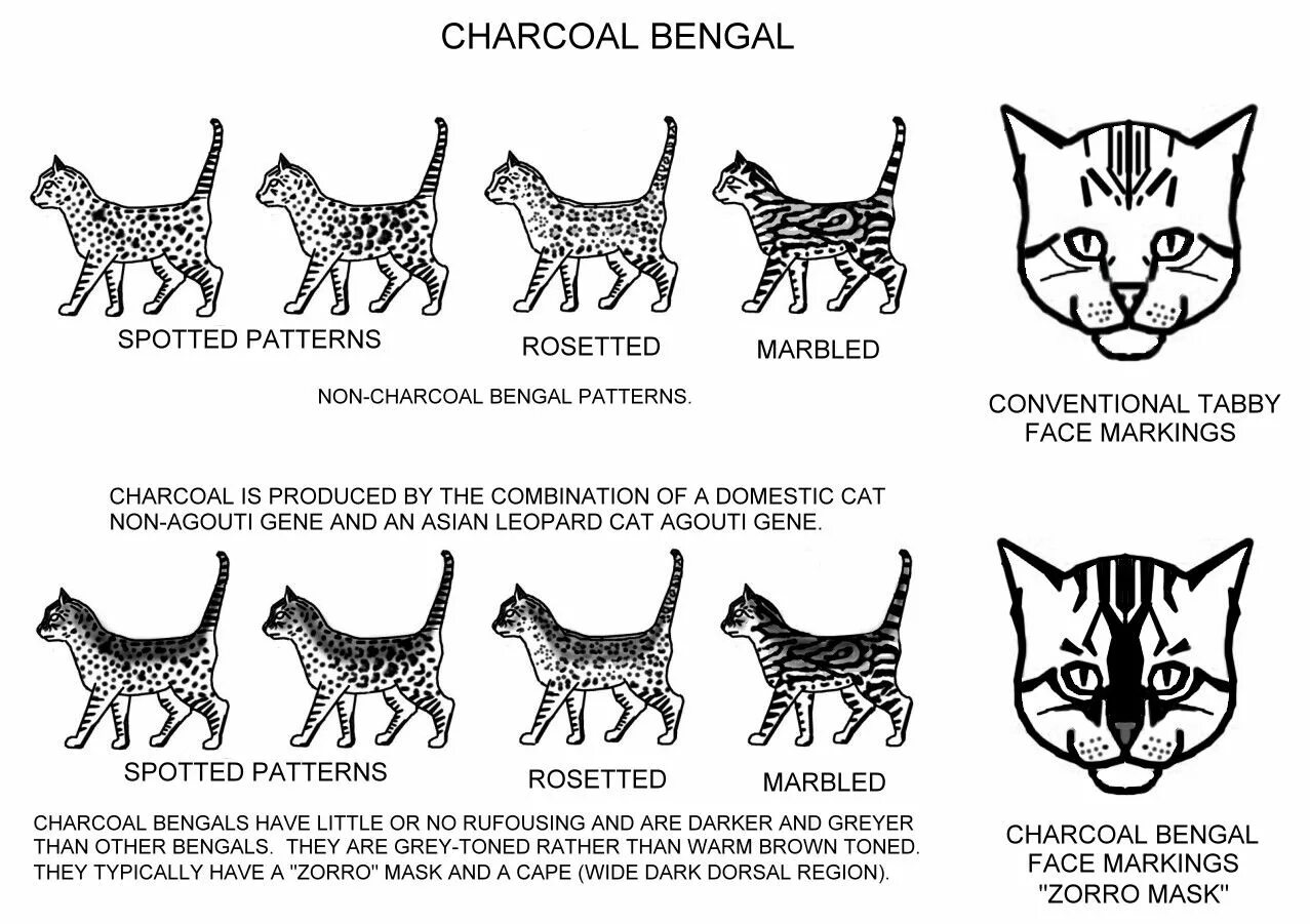 Бенгальская кошка стандарты породы. Стандарт окраса бенгальских кошек. Генетика окрасов бенгальских кошек. Стандарты окраса бенгальской кошки породы. Типы окрасов кошек