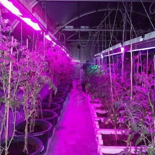 Фиолетовый цвет фитолампы