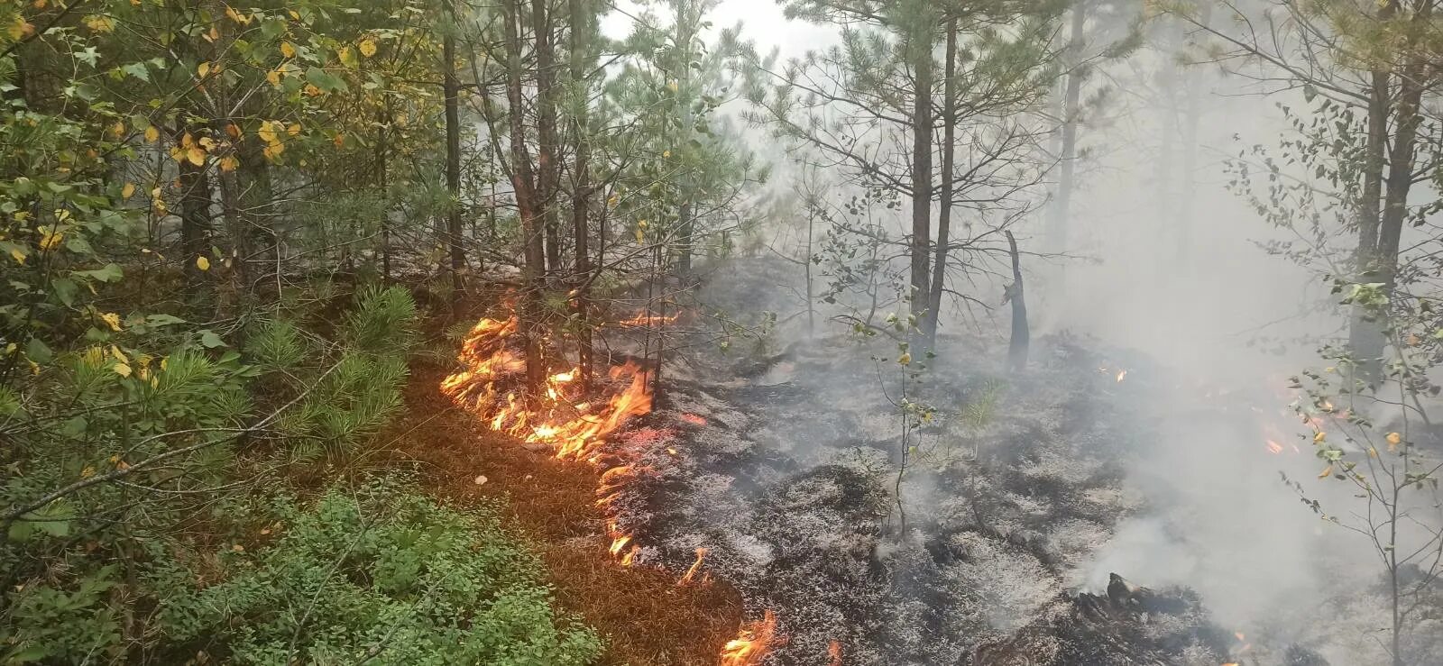 Низовой беглый Лесной пожар. Лесной пожар в Ивановской области. Лесной пожар Ирбитский Рон.