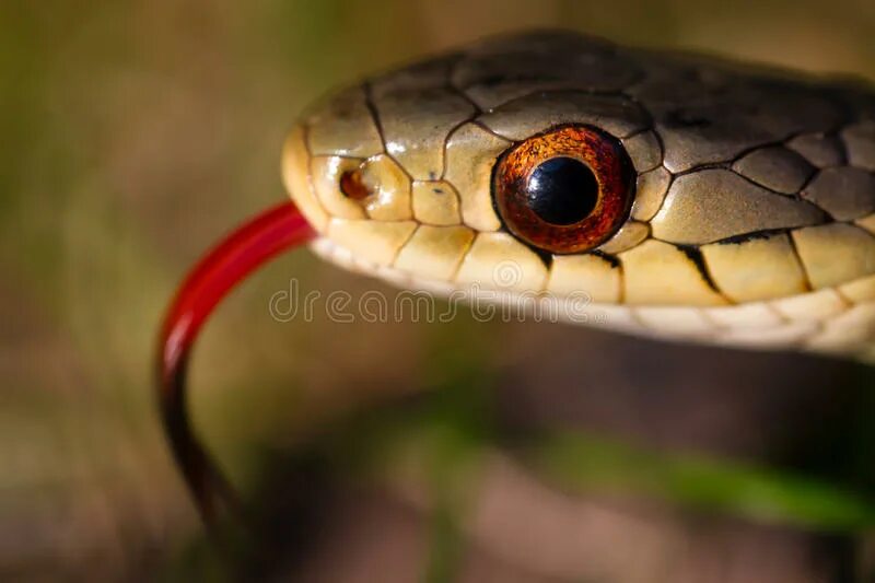 Какой элемент инфраглаза змеи выполняет. Глаза змей. Взгляд змеи оранжевый. Заклеенные глаза у змеи.