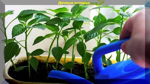 Дачно-огородный ликбез: ответы на вопросы садоводов и огородников Дачные истории