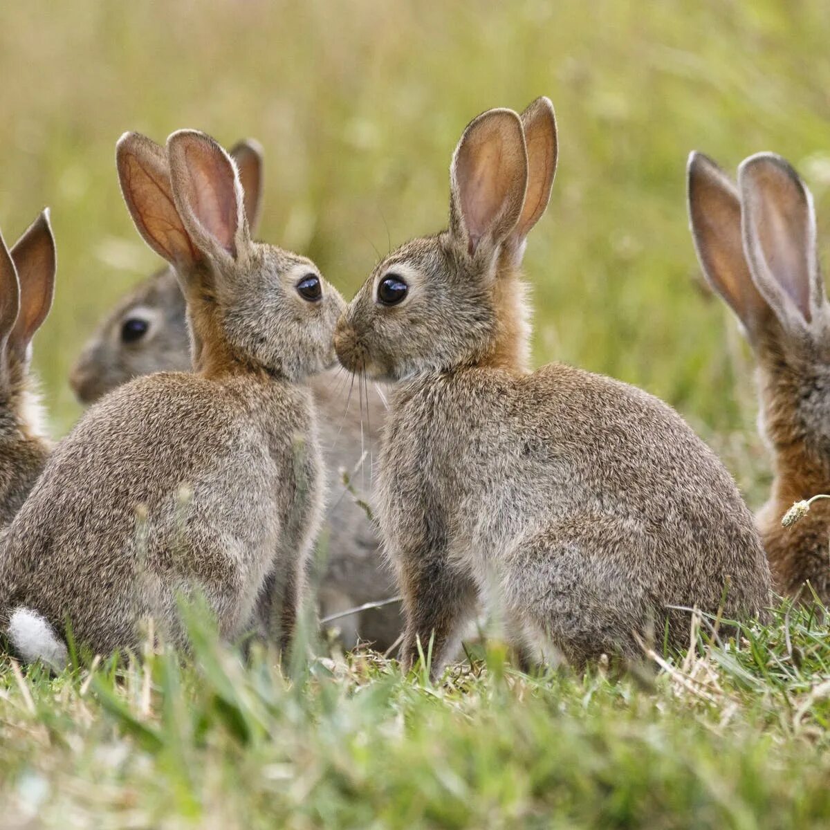 Six rabbits