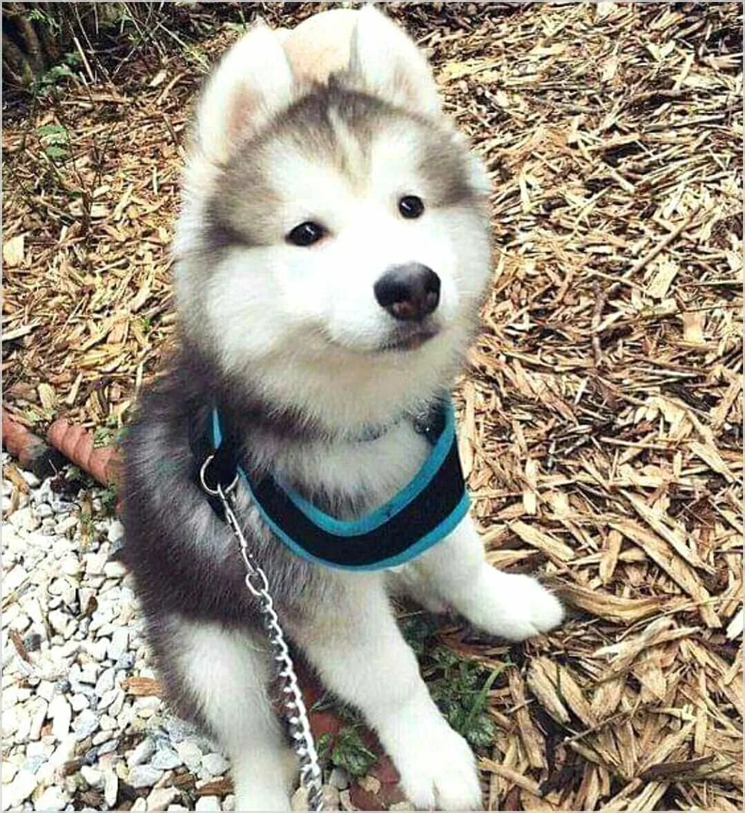 Самоедская лайка белая. Лайка бейби. Лайка бейби. Хаски вайт. Хаски собака щенок.