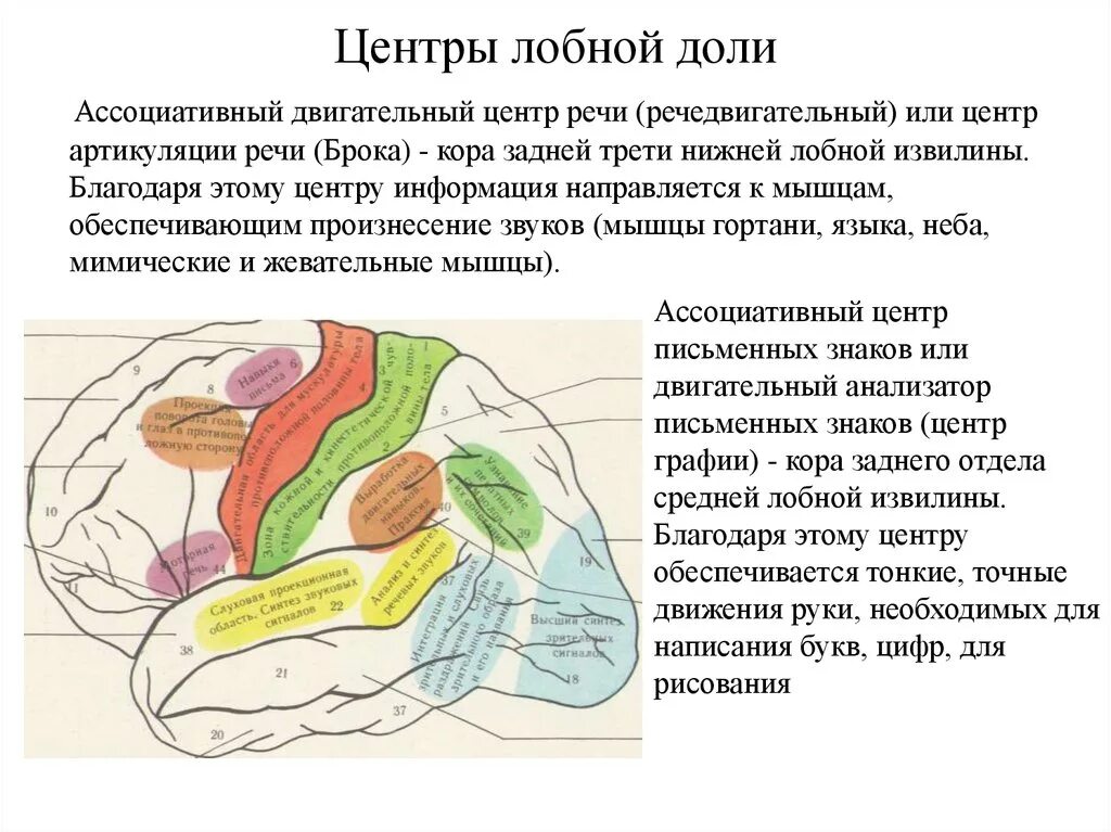 В лобной доле расположен центр. Функциональные центры коры височной доли. Основные функциональные центры височной доли. Центры анализаторов височной доли.