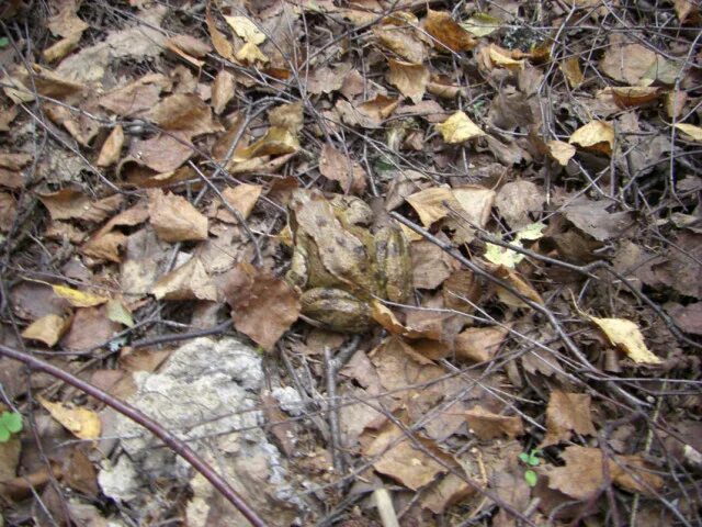 Головоломка найди лягушку. Головоломка найди лягушку. Найди лягушку ответ. Найди жабу. Найти лягушку на картинке.