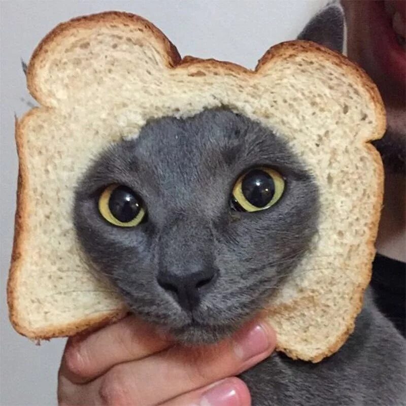 Кот бутерброд. Забавные бутерброды. Кот хлеп. Коты бутерброды. Кот булочка