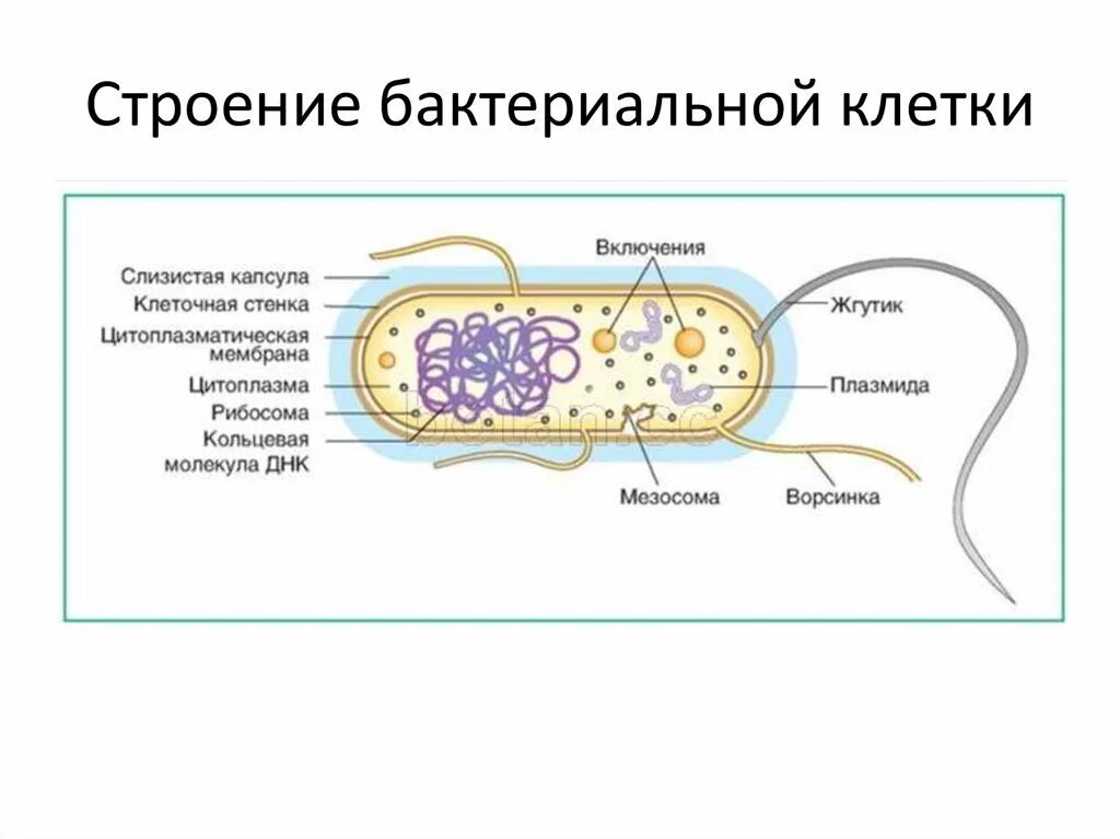 Какое строение у бактерий. Структура бактериальной клетки микробиология рисунок. Схема строения бактериальной клетки. Схема строения бактериальной клетки микробиология. Схема бактериальной клетки микробиология.