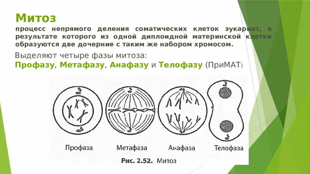 В результате мейоза образуются 4 соматических
