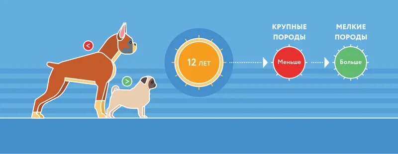 Собака по человеческому возрасту. Возраст собаки по человеческим. Годы собак на человеческие. Возраст собаки по человеческим меркам. Собачьи года.