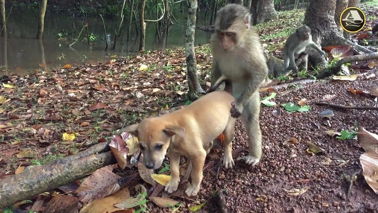 Monkey vs monkey