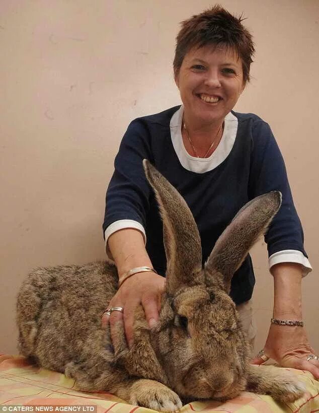 Flemish giant Rabbit. Самый большой кролик. Самый большой кролик в мире. Самые большие кролики в мире.