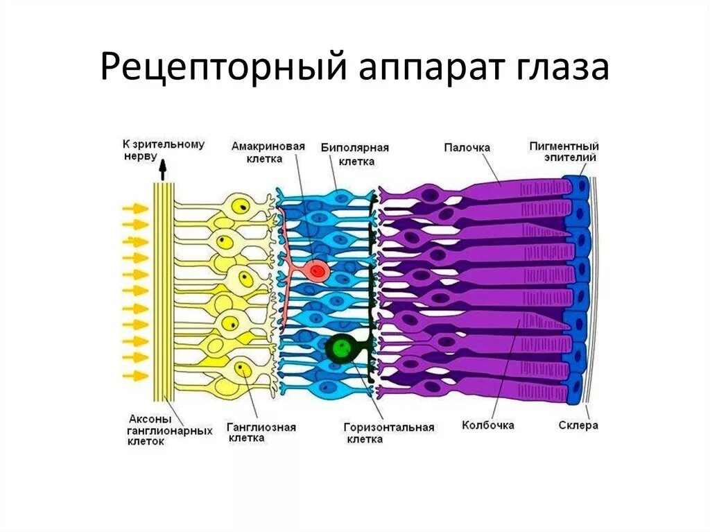 4 колбочки зрение. Строение рецепторного аппарата сетчатки. Зрительный анализатор палочки и колбочки. Рецепторный аппарат зрительного анализатора функционирование. Строение рецепторов сетчатки глаза.