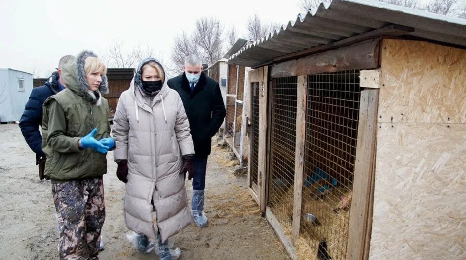 Приют лисена. Лисёна приют для животных волгоград. Лисёна приют для животных волгоград. Лисена волонтер. Лисёна приют волгоград.