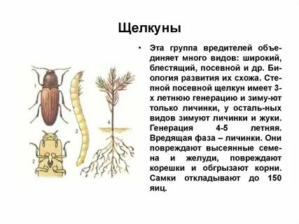 Личинки корень