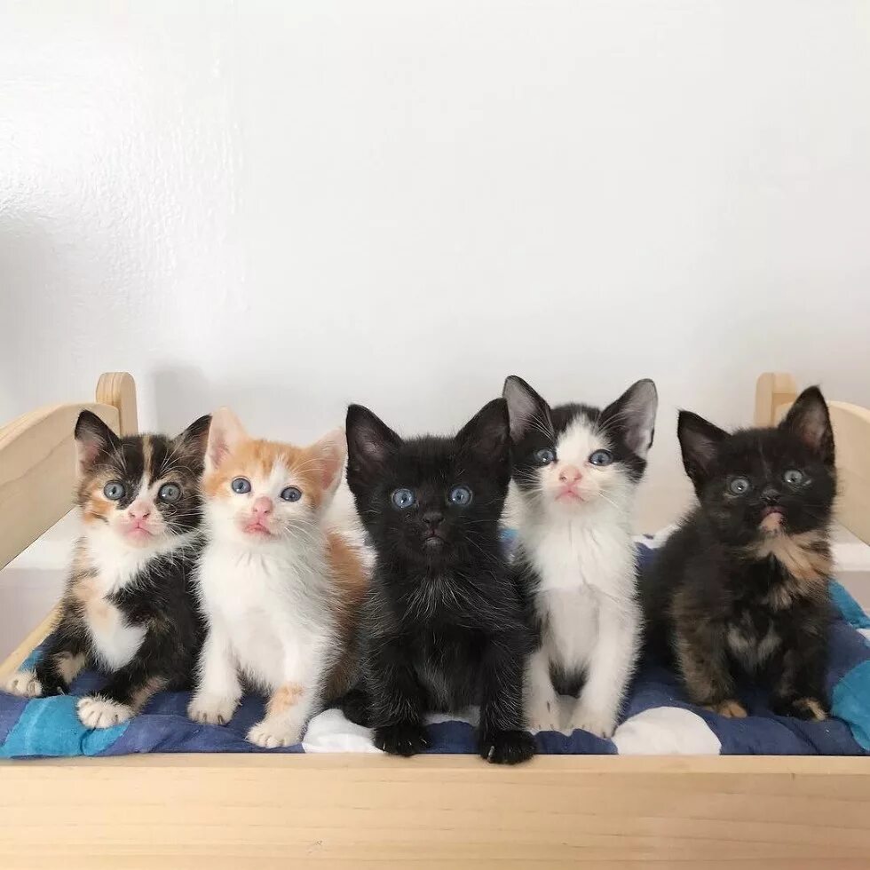 Много котят разноцветных. Пятеро котят. котята 5 штук. пять разноцветных котят. семь котят.
