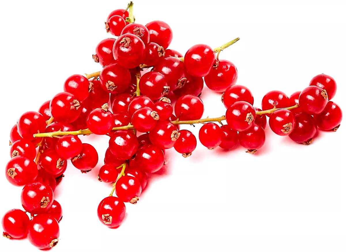 блэкберри ягода. красная смородина шоколадница. красная смородина зтп. ягоды без фона. ягоды прозрачные.