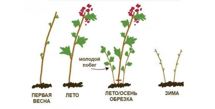 Малиновое дерево уход и выращивание и обрезка. Обрезка малины. Обрезка малины схема. Обрезка малины осенью. Обрезка малины осенью для начинающих в картинках.