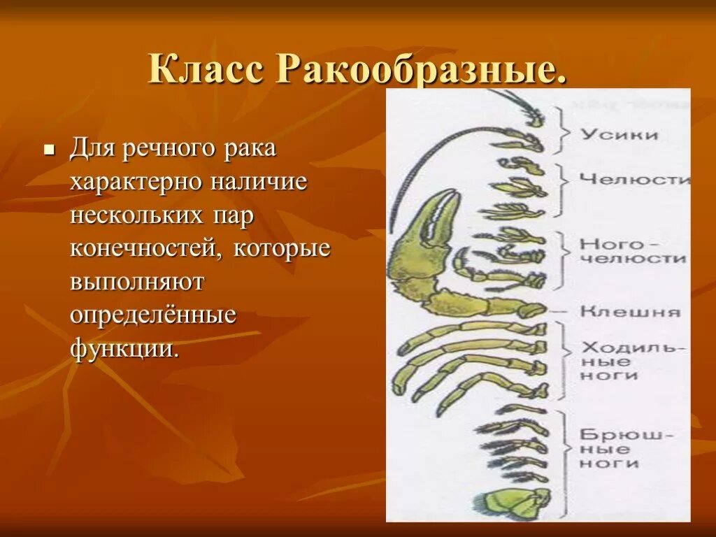 Характерные признаки класса ракообразных. Класс ракообразные. Класс ракообразные 7 класс. Ракообразные 7 класс биология. Общая характеристика ракообразных.