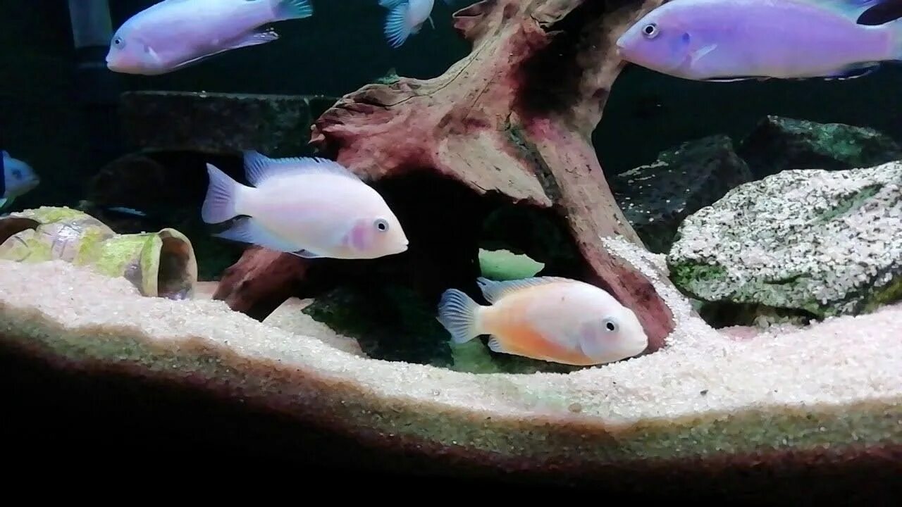Рыбка цихлазома фламинго. Цихлида розовый фламинго. Малавийские цихлиды фламинго. Рыбка цихлазома фламинго. Мальки цихлазомы фламинго.
