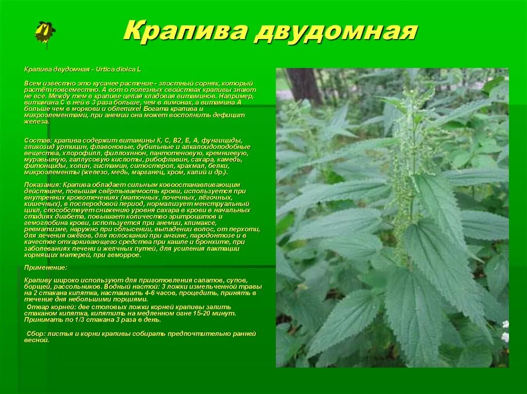 Крапива двудомная лечебные. Крапива двудомная (Urtica dioica).