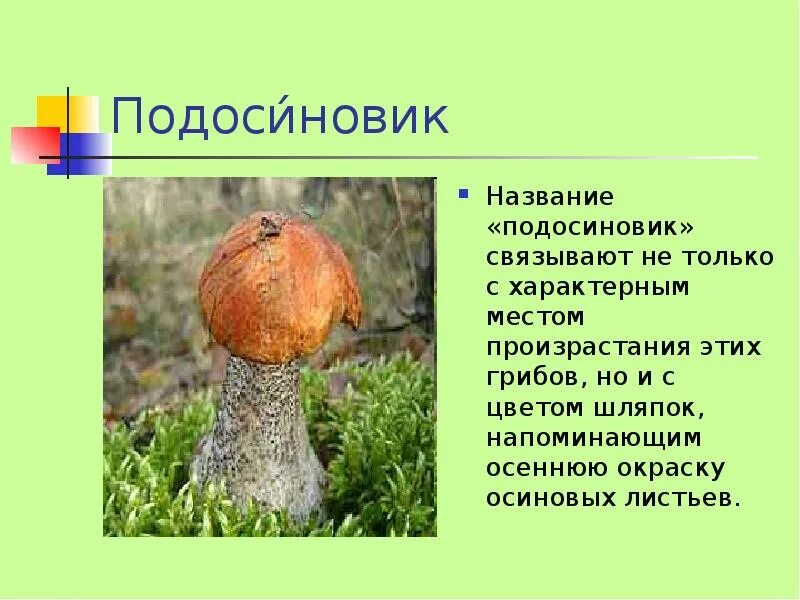 Почему подберезовик