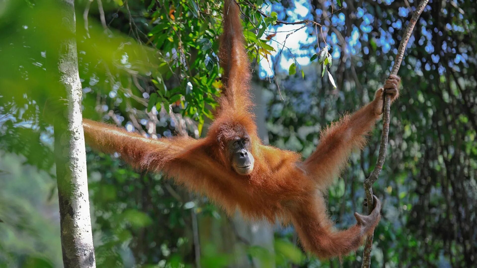 Jungle monkeys. Обезьяна на Лиане. Обезьяны в джунглях. Приматы на дереве. Джунгли обезьяны на дереве.