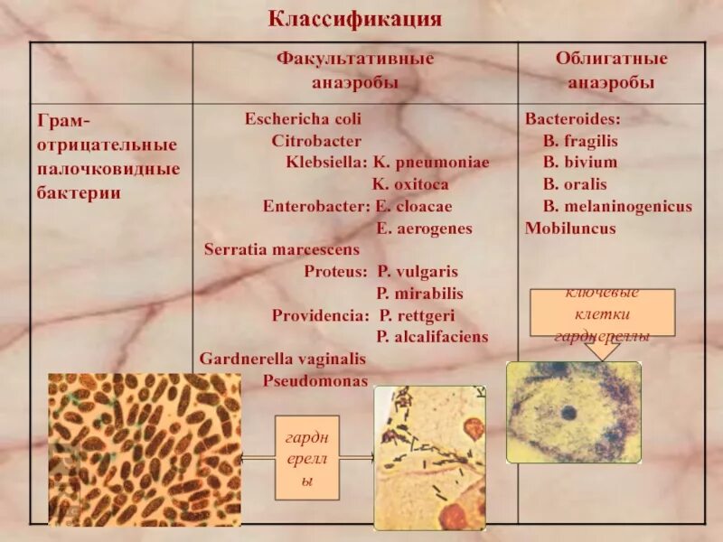 Факультативно-анаэробные микроорганизмы это. Бактерии облигатные анаэробы. Бактерии факультативные анаэробы. Факультативные анаэробы и облигатные анаэробы. Этапы анаэробных организмов