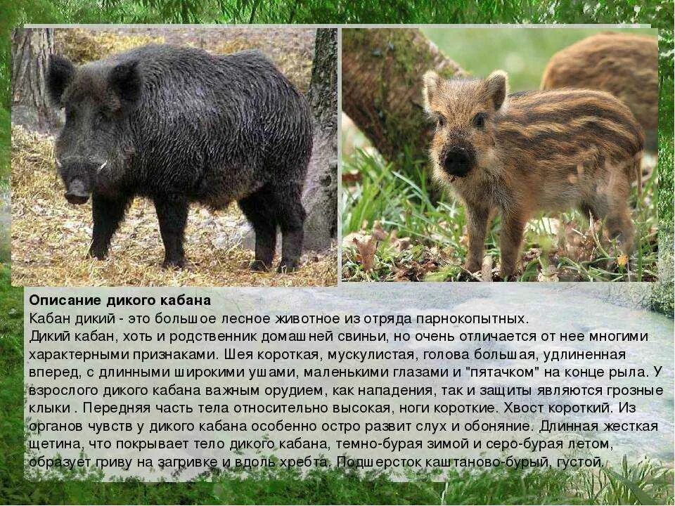 Дикий кабан зимой. Как пишется кабан. Как пишется кабан. Текст про кабана. Доклад про кабана.