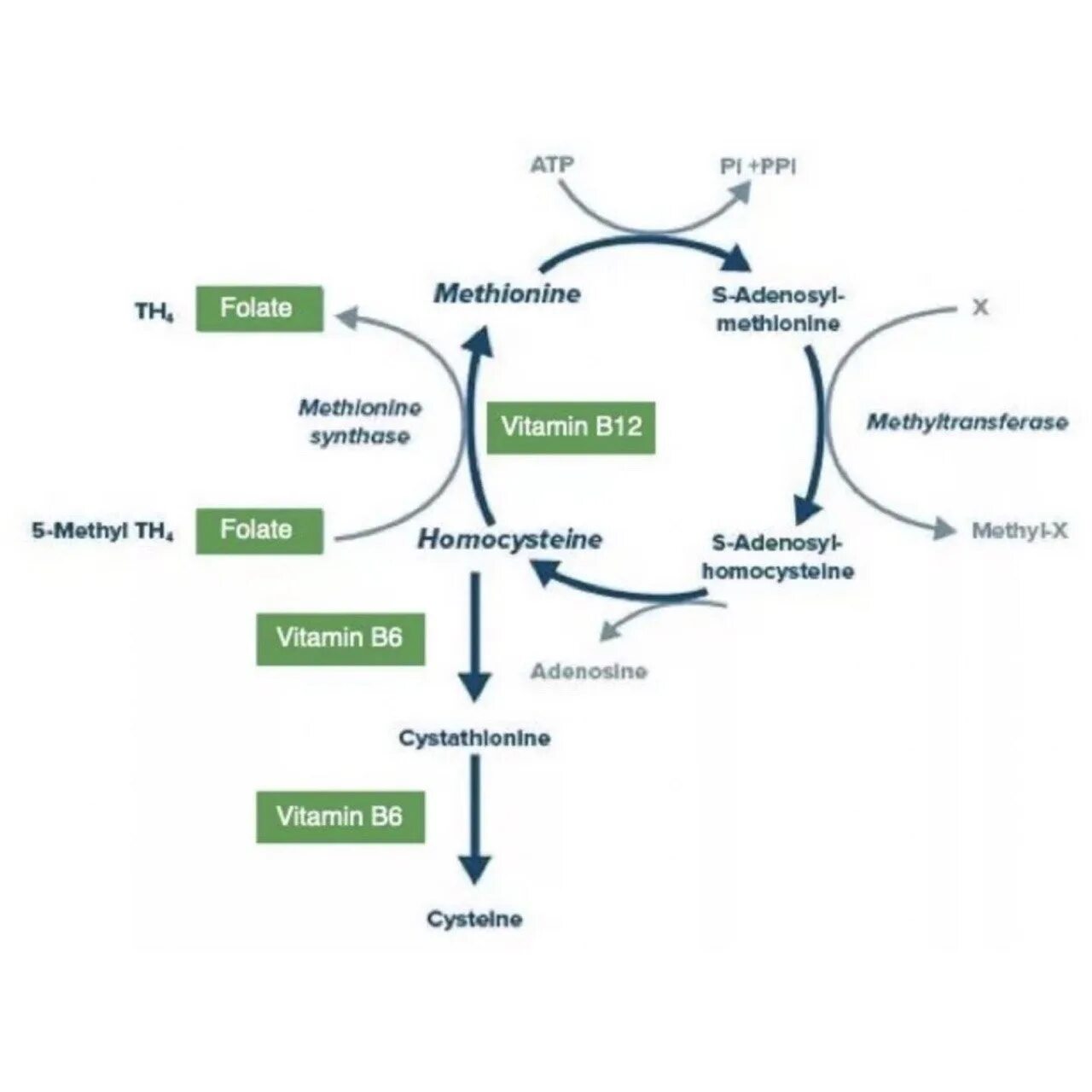Гомоцистеин биохимия. Гомоцистеинурия биохимия. Фолатный цикл. Гипергомоцистеинемия схема. Гомоцистинурия патогенез.
