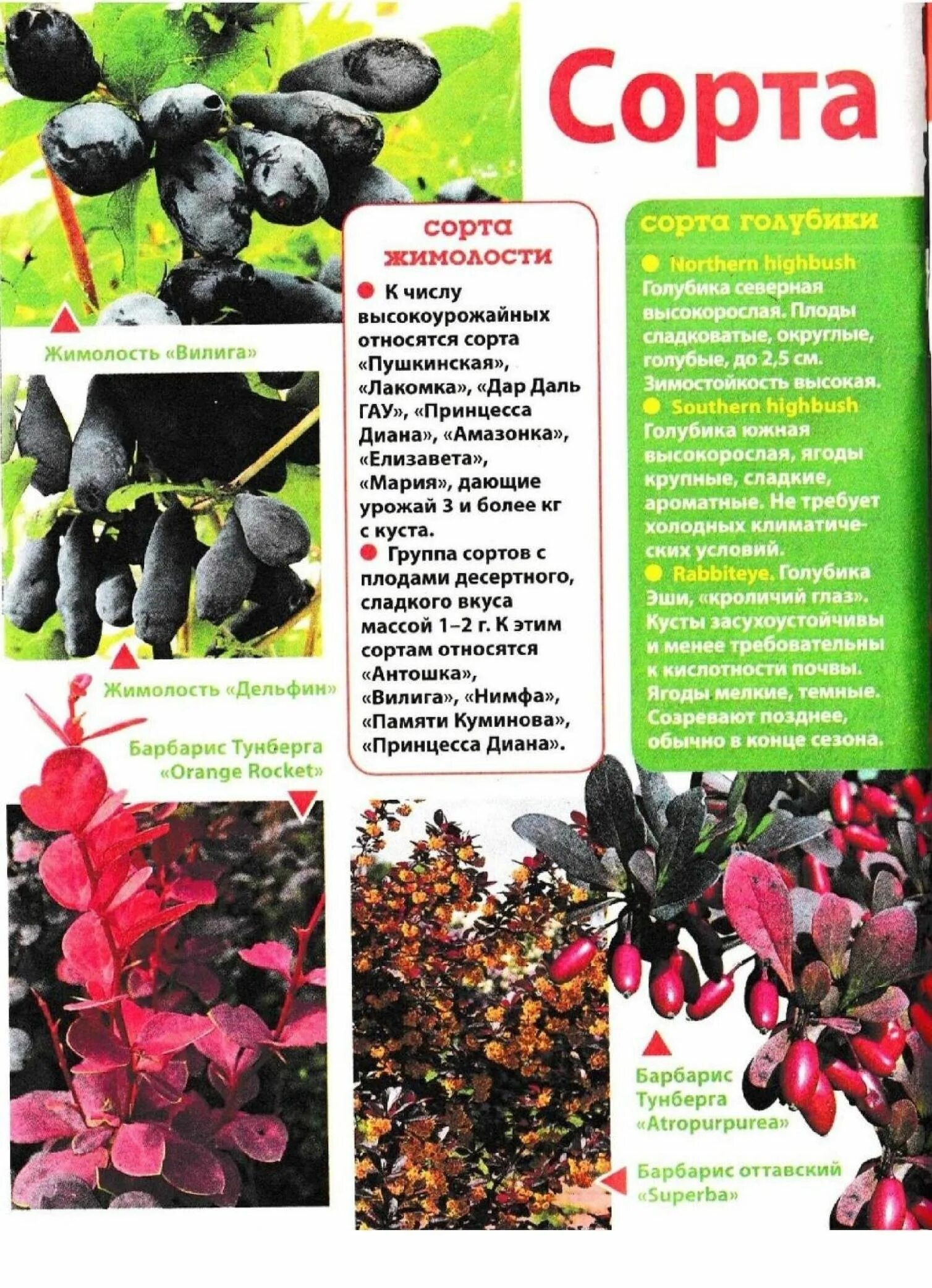 жимолость описание сорта таблицы. жимолость сорта опылители. жимолость съедобная золушка. бакчарская жимолость сибирячка. таблица сортов жимолости с сортами опылителями.