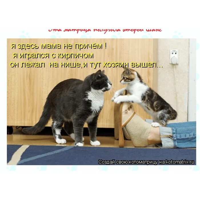 Хозяин и Мурзик. Котики плохому не научат. Хозяин и Мурзик приколы. Кот Мурзик. Таня и кот мурзик