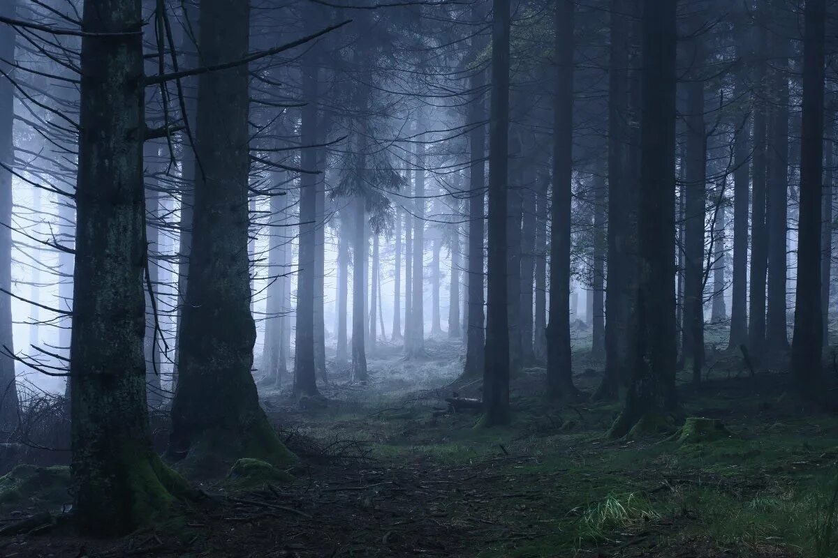 Мрачный еловый лес. Темный лес. Мрачный лес. Страшный лес. Лес тёмный мрачный.