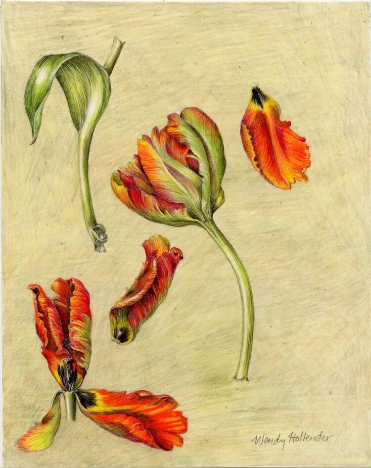 Холлендер Ботаническая иллюстрация. Тюльпан Ботанический атлас. Jacob Marrel Tulip. Тюльпан ботаника