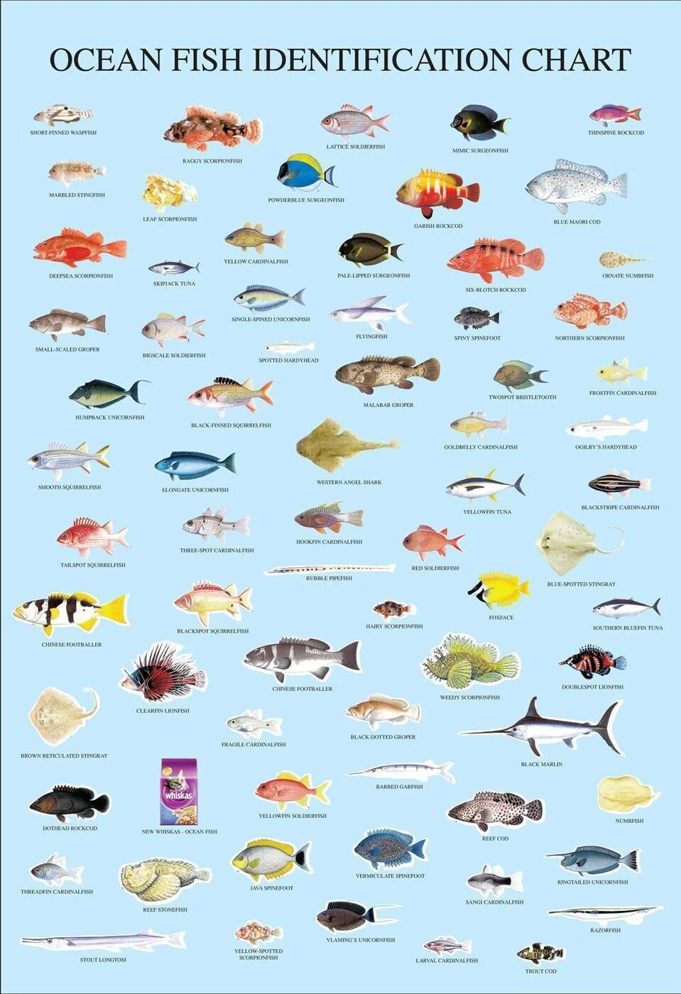 Морская рыба список для еды список. Морские рыбы. Разновидности рыб морских. Название рыб. Назови морскую рыбу