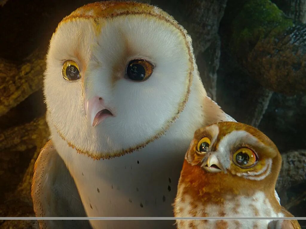 Ga hoole guardians the owls legend. Легенды ночных стражей мультфильм. Легенды ночных стражей Гильфи. Soren легенды ночных стражей. Легенды ночных стражей Капуша.