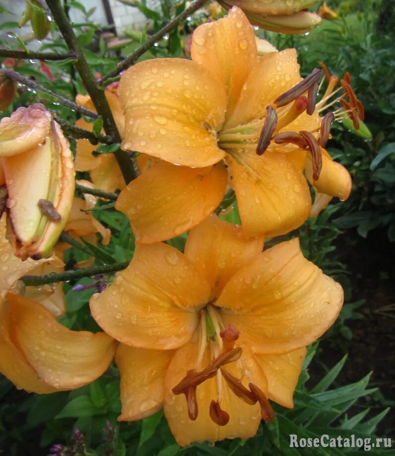 Pearl Jessica' - daylily-phlox.eu
