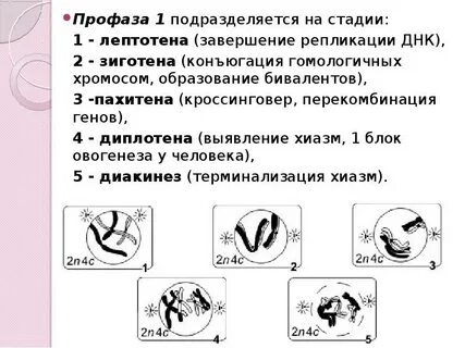 Профаза 1