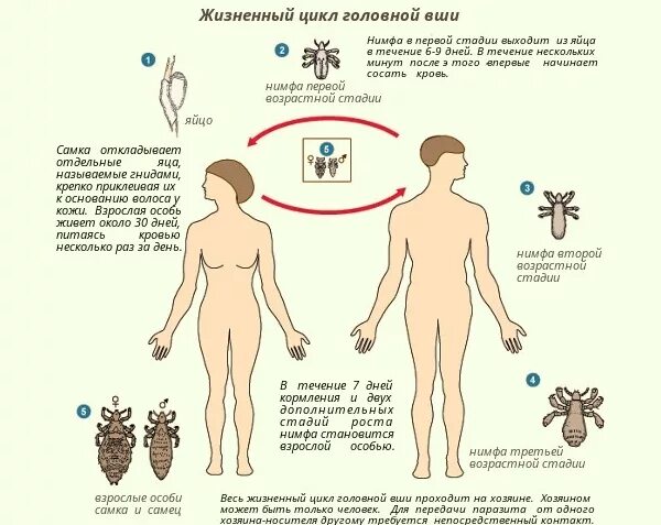 Сколько живет самец. Циклы развития головной и платяной вшей.. Цикл развития человеческой вши. Цикл развития платяных вшей. Pediculus humanus humanus жизненный цикл.