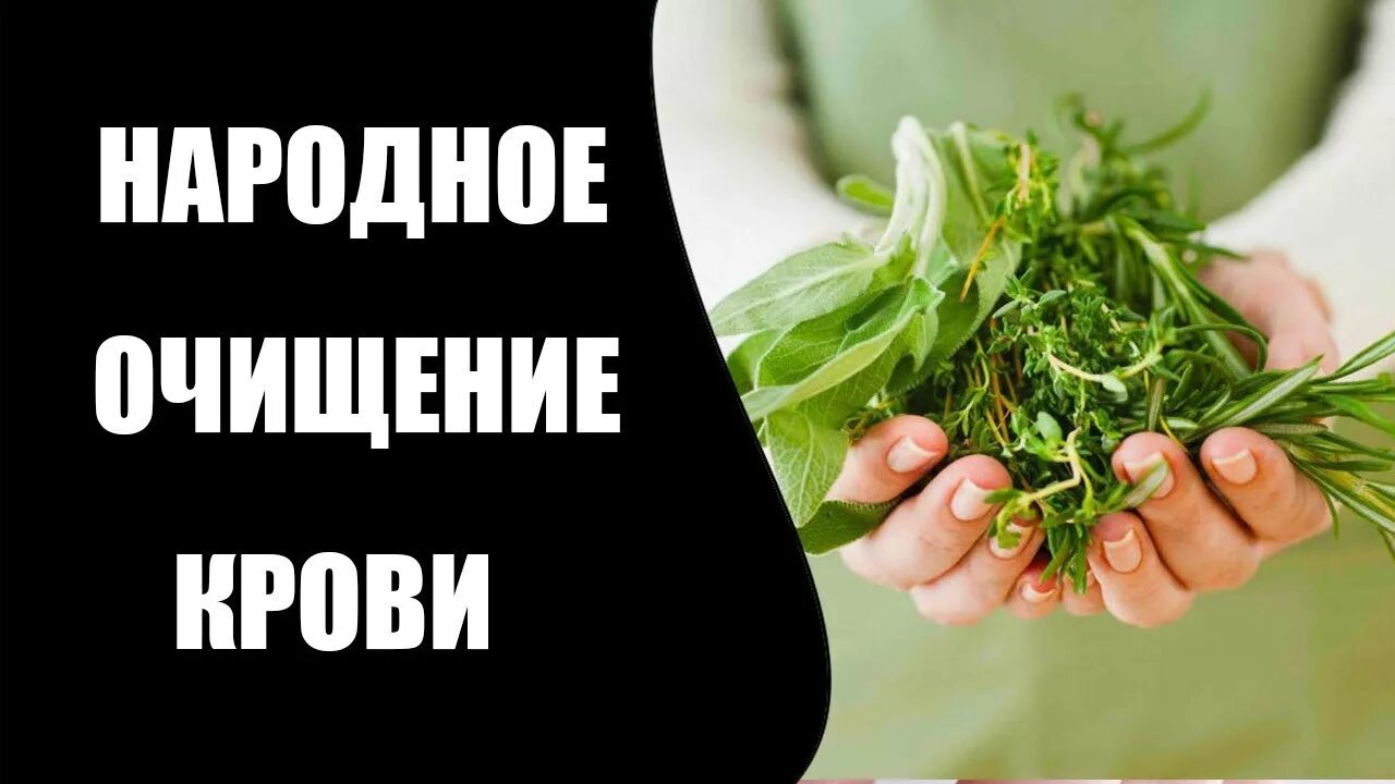Травы очищающие кровь. Очищение крови травами видео. Какая трава чистит кровь от вирусов. Трава очищающая кровь ребенка