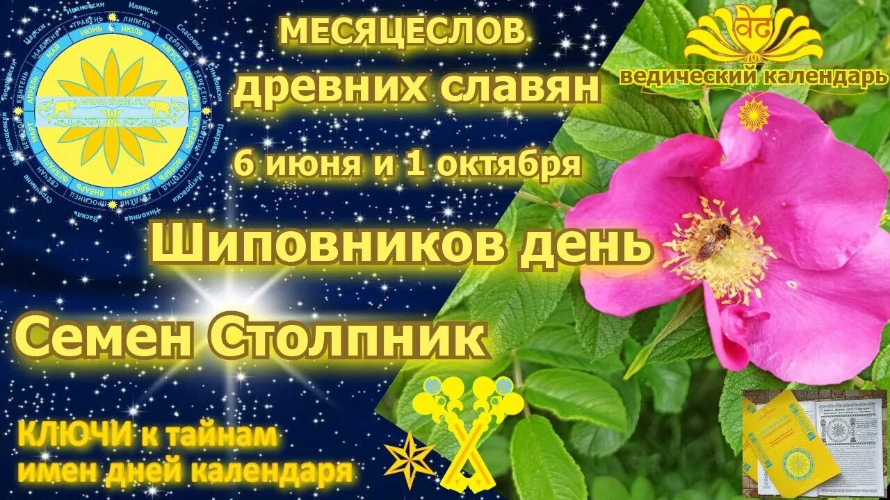 Свобориное дерево 6 июня. Свобориное дерево (шиповник). Свобориное дерево 6 июня. Стихи про шиповник русских поэтов. День шиповника 6 июня.