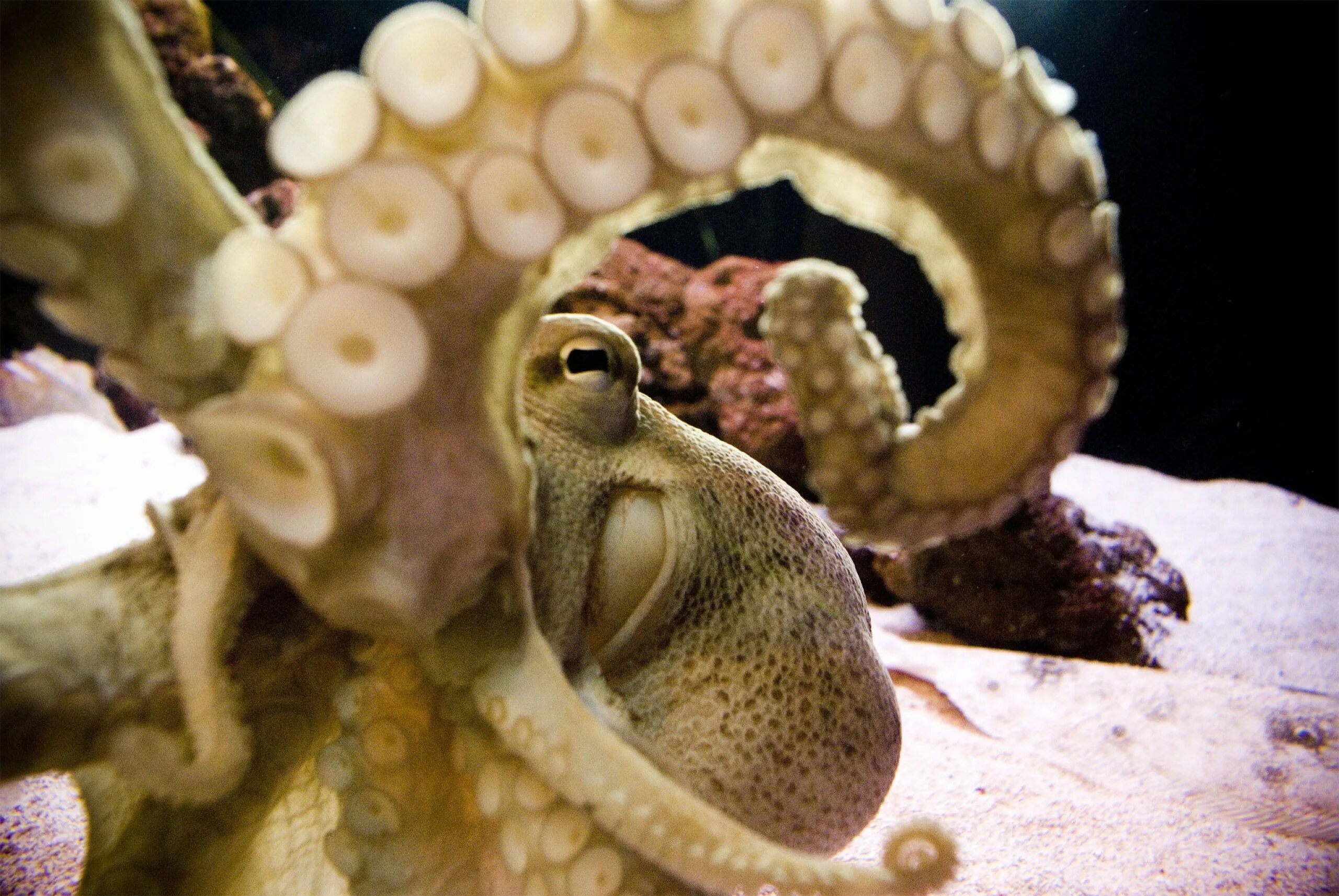 Головоногие Осьминоги. Моллюски осьминог глаз. Глазастый осьминог. Головоногие моллюски чернила