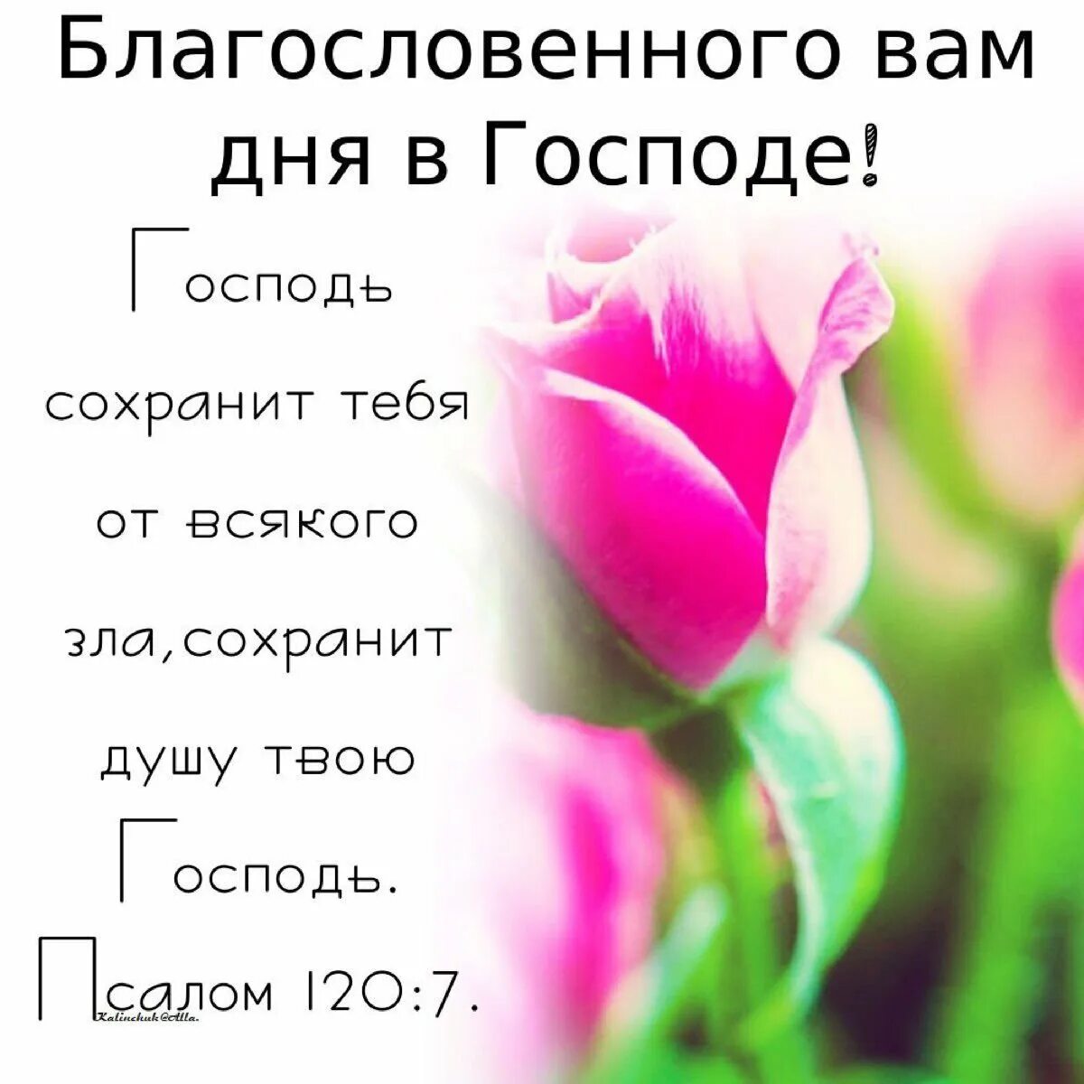 Благословенные картинки. Благословенного дня. Благослословенного дня. Благословенного дня открытки. Доброе утро благословенного дня.