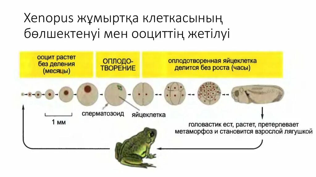 Начальный этап развития оплодотворенного яйца носит название. Цикл развития лягушки схема. Стадии развития лягушки начиная с яйца. Цепочка развития лягушки. Яйцеклетка ящерицы размер.