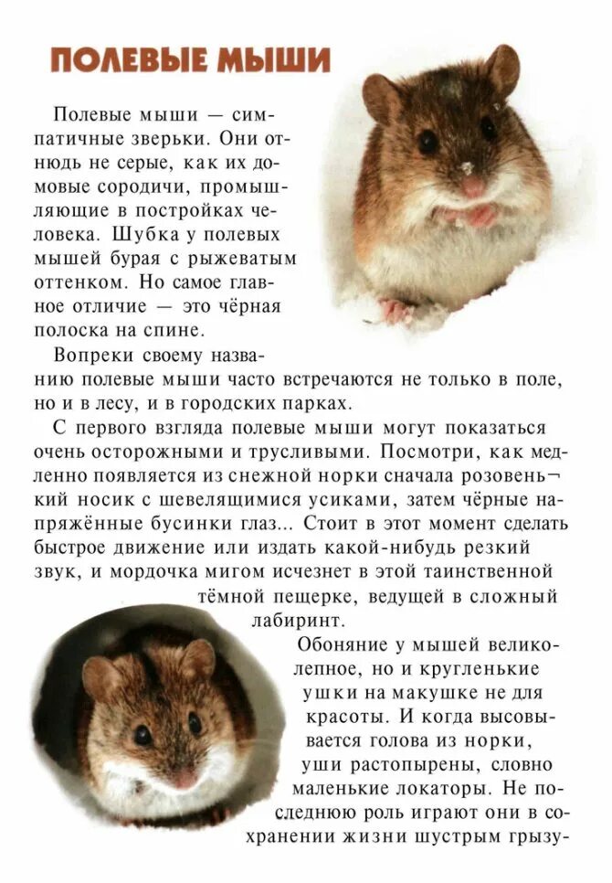 Описание мыши – Telegraph
