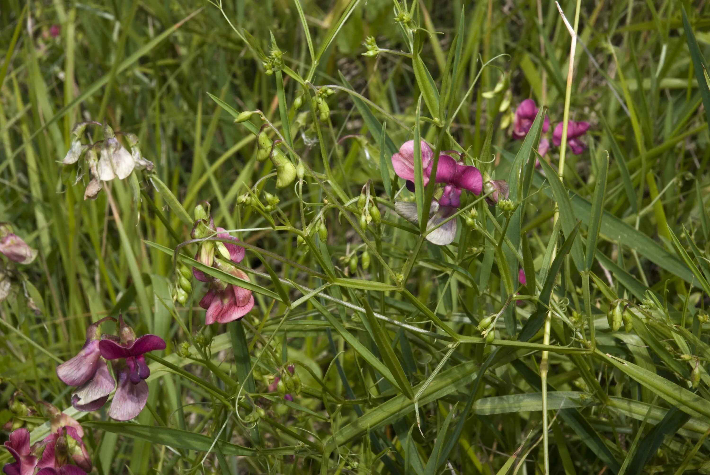 Чина Лесная Lathyrus Sylvestris. Луговой душистый горошек. Латирус Сильвестрис. Lathyrus heterophyllus. Луговая трава с душистыми цветками