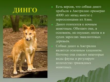 Краткий рассказ собака динго