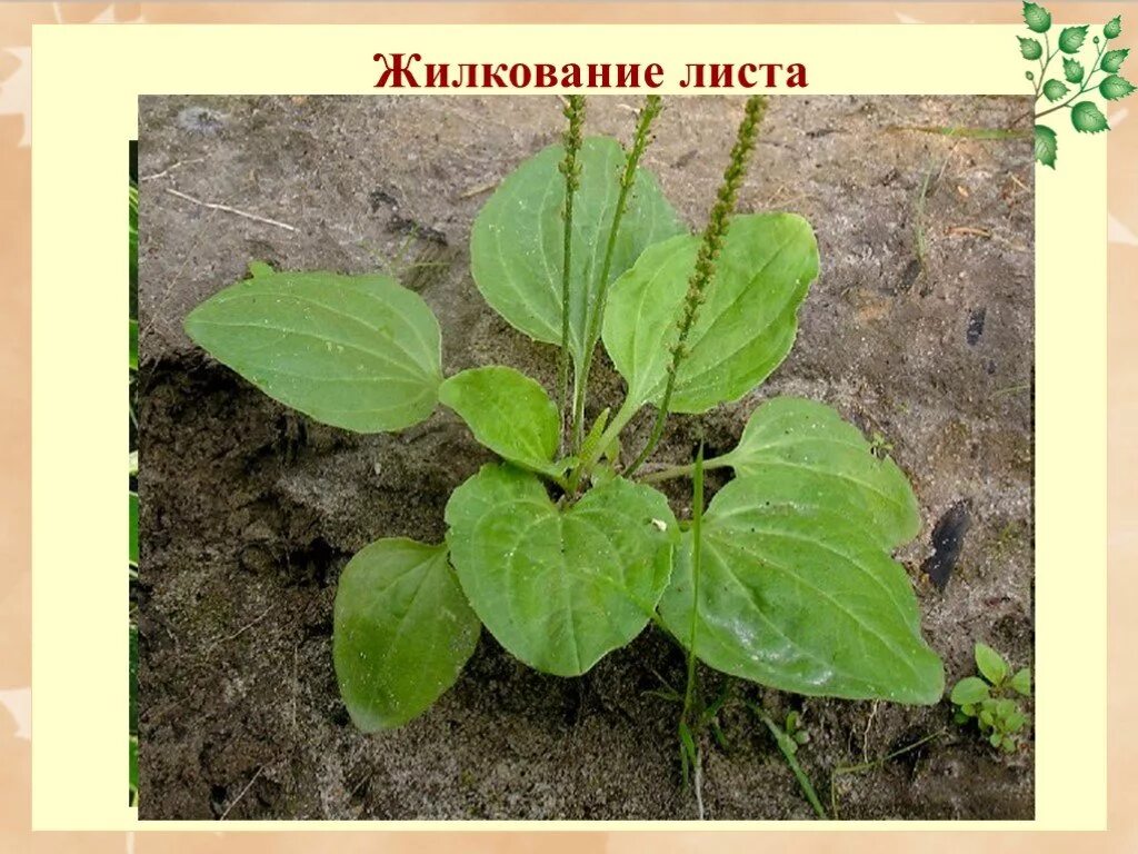 Формирование крупных жилок у подорожника. Подорожник жилкование. жилкование листа подорожника. подорожник полевой. листорасположение подорожника.